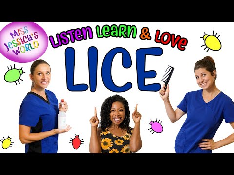All About Lice - The Lice Clinic head louse - Pediculus humanus capitis