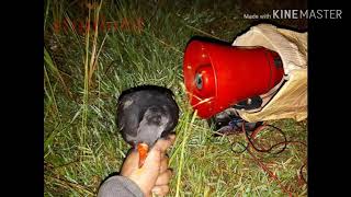 Download lagu bukti suara emas pemikat mandar batu dpat banyak mp3