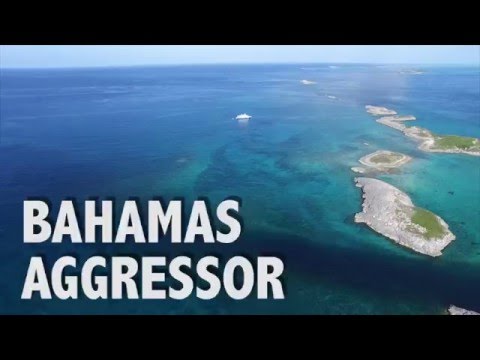 Bahamas Aggressor!