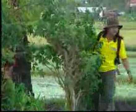 Panji Kuning - Mati Ngadeg (Lagu Pop Bali)