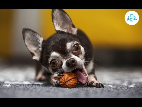 download lagu mp3 mp4 Nueces Y Perros, download lagu Nueces Y Perros gratis, unduh video klip Nueces Y Perros