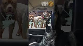 Download lagu Machi ivanda - Evanda? 😁 Funniest Dogs Videos - Best Funny Animal Videos 2024 🥰 #funnyanimals #funny mp3 Download lagu Machi ivanda - Evanda? 😁 Funniest Dogs Videos - Best Funny Animal Videos 2024 🥰 #funnyanimals #funny mp3