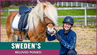 Discover the Endangered Gotland Pony in Sweden!
