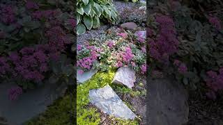My rock garden! Sedums in bloom and Scotch Moss that pops! Serenity Now Garden