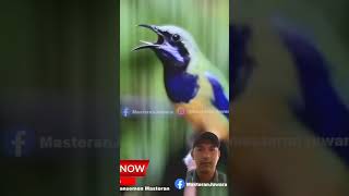 Download lagu cucak cungkok tembakan kunti mp3