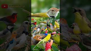 Download lagu Suara Pikat Burung Yang Susah Turun#birds #suarapikatampuh #suara #pikat #burung #pikatburungliar mp3