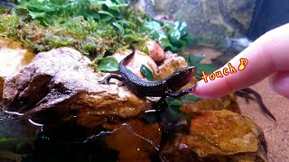 アカハラ イモリ な つく Watch Hd Mp4 Videos Download Free アカハラ イモリ な つく Watch Hd Mp4 Videos Download Free