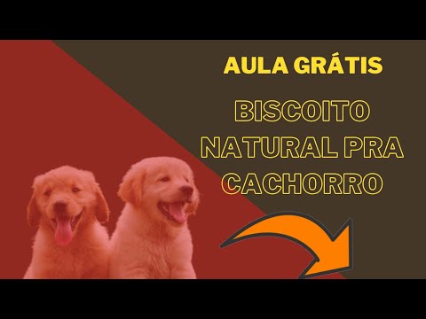 Receita Biscoito Natural de Gengibre pra Cachorro