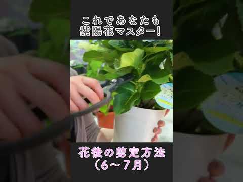 アジサイの美しい開花を保証するものは何ですか？関連する剪定、優先肥料、または雨からの保護?  庭園