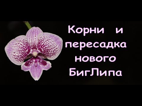 ОРХИДЕИ.Волшебный BigLip:корни  пересадка.