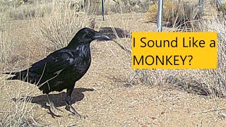 Raven Sounds Like a Monkey