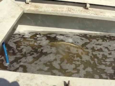 Populare cu 700kg crap si salonta pe balta Hagiesti 1 in data de 29.04.2013