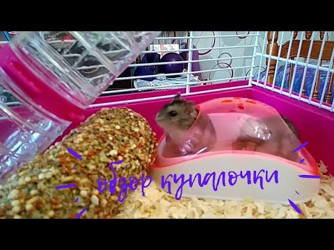 Обзор купалочки для хомяков. Моем клетку Хомы и Бусинки 🛁