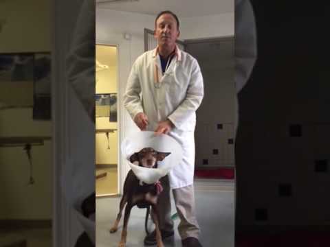 Canine Ear Hematoma