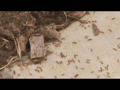 النمل الناري الأحمر يجتاح أستراليا و السلطات تدق ناقوس الخطر