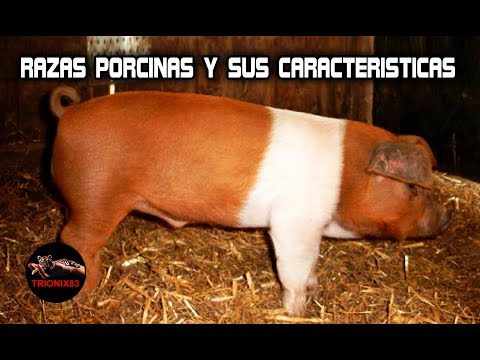 , title : 'Razas porcinas y sus características'