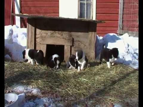 Vihusauna Ksenjan pennut 13.3.2010