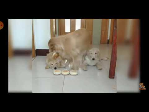 FUNNY DOGS AND CATS O SO CUTE.