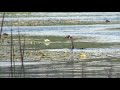 Ossekeag Creek Cormorant With Eel