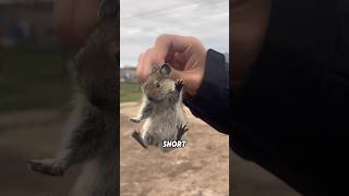 Download lagu Super cute pika. #shortvideo #funnyanimal #cute #pika mp3 Download lagu Super cute pika. #shortvideo #funnyanimal #cute #pika mp3