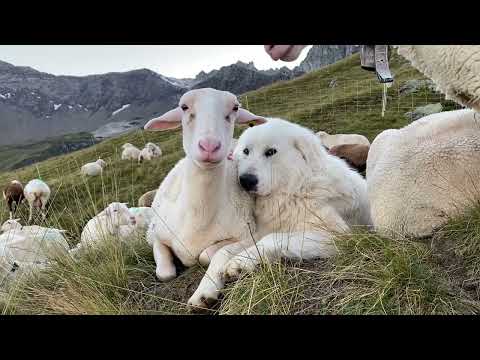 Herdenschutz Hunde -  BIOLANDBAU GUGGENBÜEL