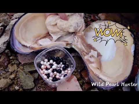 Treasure hunting, salvage shells in the river, collecting black pearls is so easy