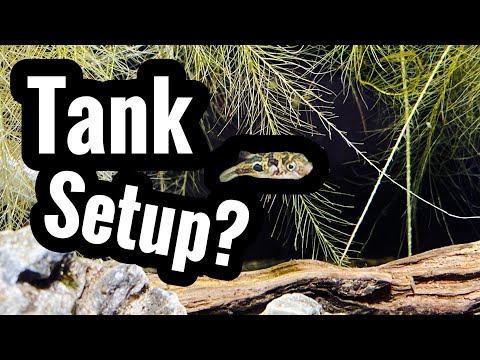 My Pea Puffer Tank Setup Guide
