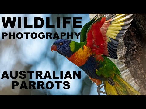 Wildlife photography of Australian parrots | Sony A9 camera     [4K]