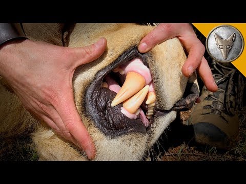 BITE OF THE KING! (BITE of the KING!)