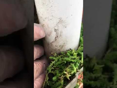 Steve's Gutters & Sons video.
