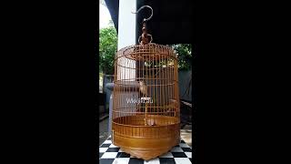 Download lagu Branjangan parva NTB gacor ngerol isian melimpah mp3 Download lagu Branjangan parva NTB gacor ngerol isian melimpah mp3