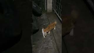 Download lagu Kampret bawa 4nak orang part 1 mp3 Download lagu Kampret bawa 4nak orang part 1 mp3