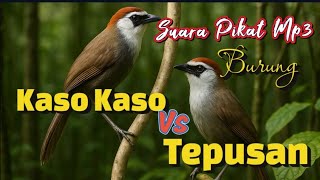 Download lagu Suara Mp3 Pikat burung Kaso Kaso Vs Tepus mp3 Download lagu Suara Mp3 Pikat burung Kaso Kaso Vs Tepus mp3