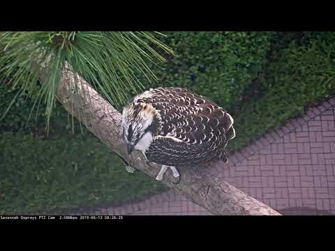 Osprey Fledgling Perches, Calls From Nearby Tree – June 13, 2019