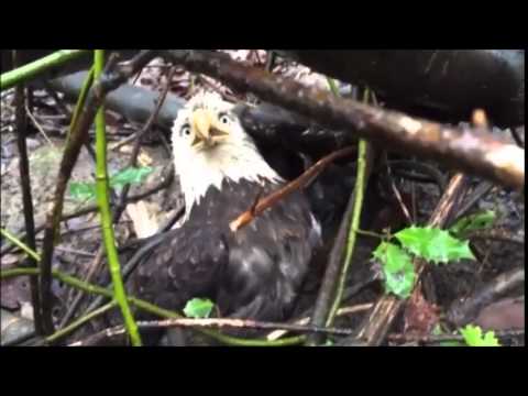 OWL Orphaned Wildlife