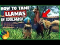 Soulmask - How To Tame Llama Mounts Quick & Easy