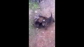 preview picture of video 'Newstead, 2nd June 2012, 4pm: Puppies fighting'