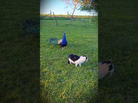 Gatos🐈 divertidos interactuando con otros animales 😂#funny #gatos #cat #humor #viral #parati #fyp