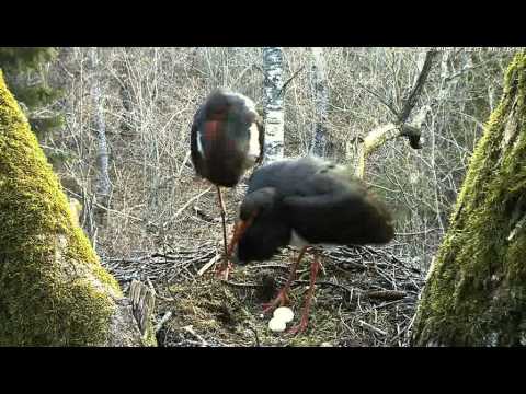Estonian Black Storks - You have to stroke the girl, if you want to get something