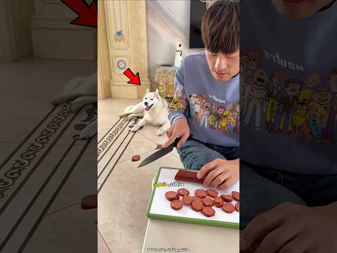 خبأ الكلب اللطيف طعامه بطريقة ذكية 😮 #shorts