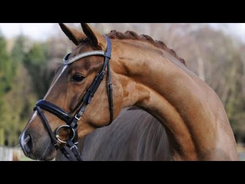 Race d'Allemagne - L'Oldenbourg, une des plus anciennes races de chevaux à sang chaud d'Europe