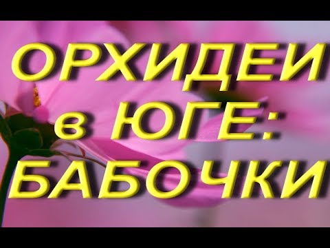 ЗАВОЗ ОРХИДЕЙ к НОВОМУ ГОДУ в ЮГЕ