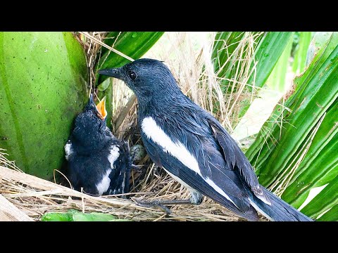 Rain Doesn’t Stop Chick's Feeding and Sleeping (11) – Baby Bird Fears Loud Thunder Sounds E255