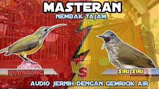 Download lagu MASTERAN KOMBINASI Burung Pijantung Vs Siri Siri Gacor Nembak Pedas Dengan Gemricik Air Mengalir mp3 Download lagu MASTERAN KOMBINASI Burung Pijantung Vs Siri Siri Gacor Nembak Pedas Dengan Gemricik Air Mengalir mp3