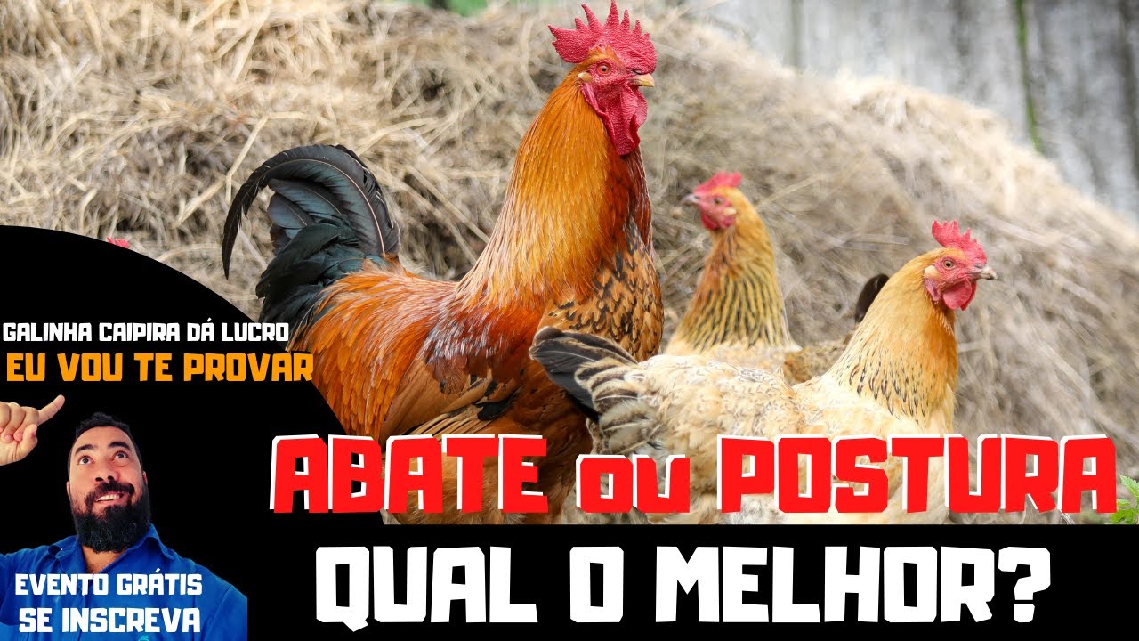ABATE OU POSTURA  qual da mais lucro? | EVENTO ESPECIAL