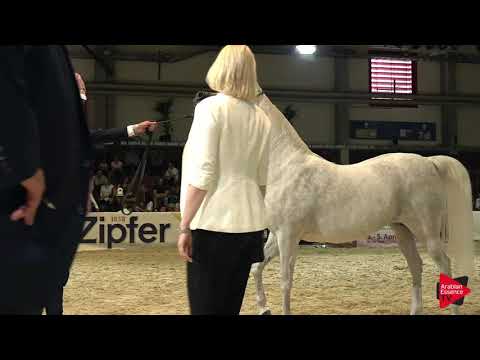 N 73 AL INAYA   Wels 2019   Mares 11+ years old Class 10