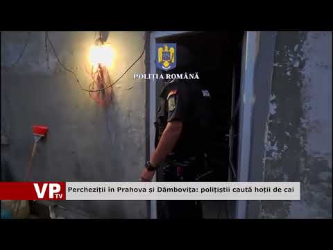 Percheziții în Prahova și Dâmbovița: polițiștii caută hoții de cai