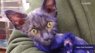 Purple kitten used as a chew toy finds best friend at shelter