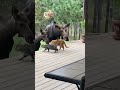 Moose interacting with cats #cat #moose #wildlife #animalplanet #mama