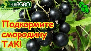 ЯГОДНЫЙ БУМ: лучшая подкормка смородины и других кустов БЕЗ МИНЕРАЛЬНЫХ УДО?